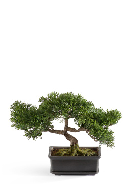 Бонсай Сосна-мини в кашпо