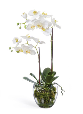 Орхидея Фаленопсис белая с мхом, корнями, землёй