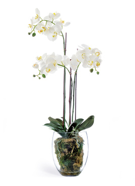 Орхидея Фаленопсис белая с мхом, корнями, землёй