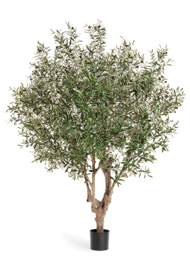 Олива Джи-Форест с плодами (сборная)