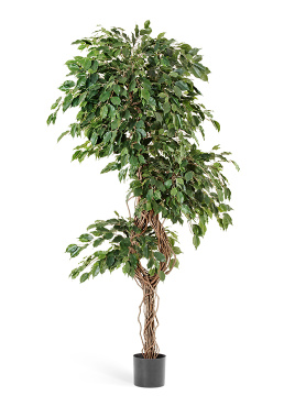 Фикус Бенджамина Селеста