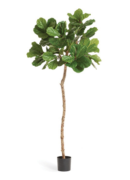 Фикус Лирата M-Style на штамбе