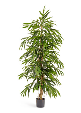 Лонгифолия узколистная Де Люкс