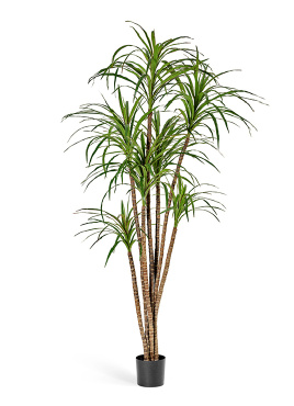 Драцена Маргината