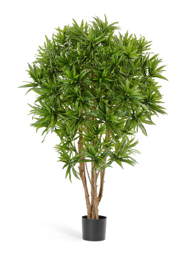 Драцена Рефлекса Ямайка