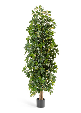 Шеффлера колонновидная пёстрая 180 см