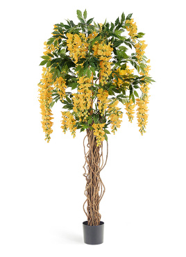 Вистерия лиана жёлтая