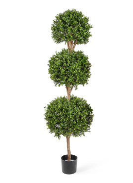 Самшит шар Тройной уличный