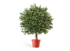 Самшит Шар уличный на коротком стволе