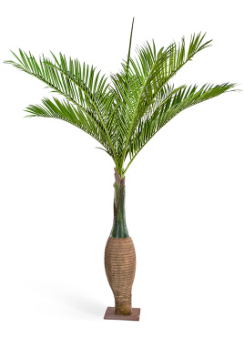 Пальма Бутылочная Гигантская
