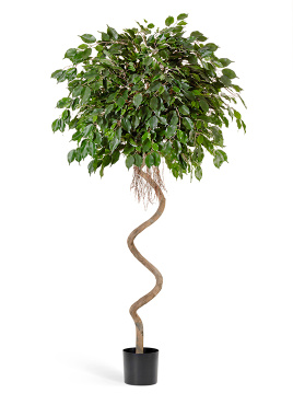 Фикус Бенджамина спираль