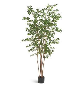 Лесная чёрная олива Ориентал