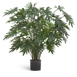 Филодендрон Ксанаду Лардж куст