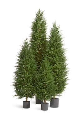 Кипарис Тауэр Элегант уличный