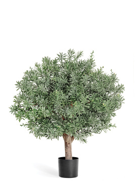 Кроссостефиум (Миллер) шар