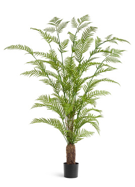 Папоротник Форест древовидный