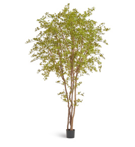 Гигантский Японский клён Баттерфляй