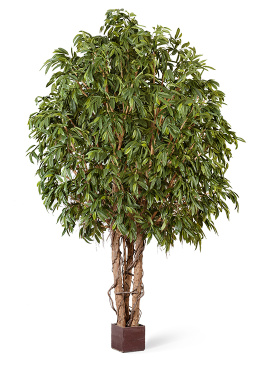 Лонгифолия широколистная Гигантская