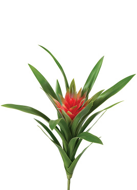 Гусмания Элегант красная