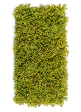 Мох Ягель светло-зелёный микс (коврик)