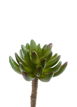 Суккулент Синокрассула зелёная