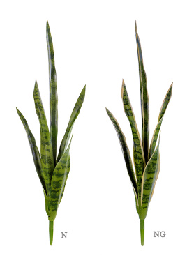 Сансевиерия куст (2 цвета)