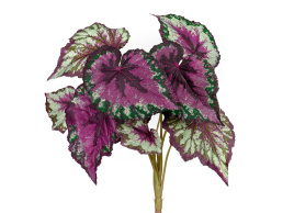 Бегония крупнолистная зелёно-бордовая