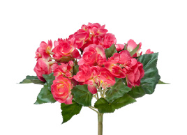 Бегония куст бордово-жёлтый