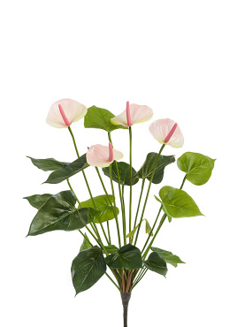 Антуриум куст де люкс крем-нежно-розово-лаймовый