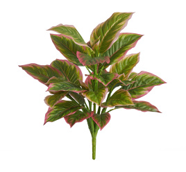 Диффенбахия нежно-зелёно-розовая куст