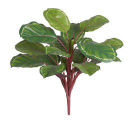 Калатея Розеопикта Грин куст