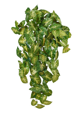 Сингониум ампельный куст