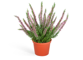 Эрика (вереск) куст тёмно-сиреневый