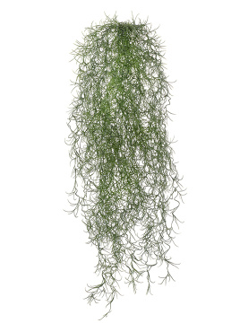 Тилландсия-паутинка серо-зелёная