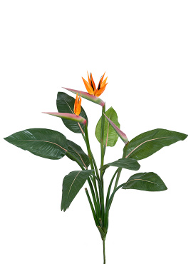 Стрелиция Королевская куст 105 см