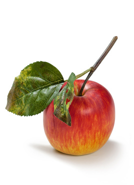 Яблоко красно-жёлтое на веточке