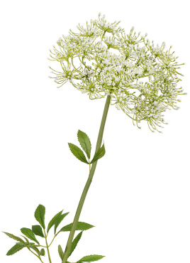 Анна королевская белая