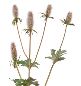 Эрингиум Элегант светло-сиренево-зелёный