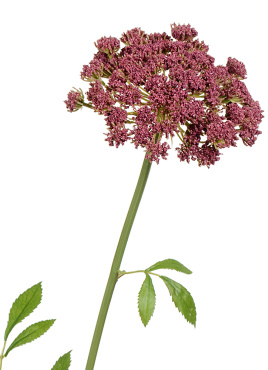 Анна Королевская светло-бордовая