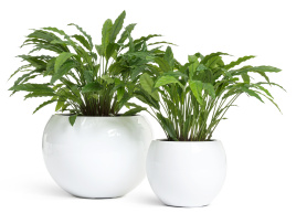 Сет № 3 - Калатеи в кашпо Treez Effectory Полусфера Белый глянц.лак