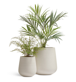 Сет № 110 - Композиция с пальмой в кашпо Treez Effectory Fine Rock