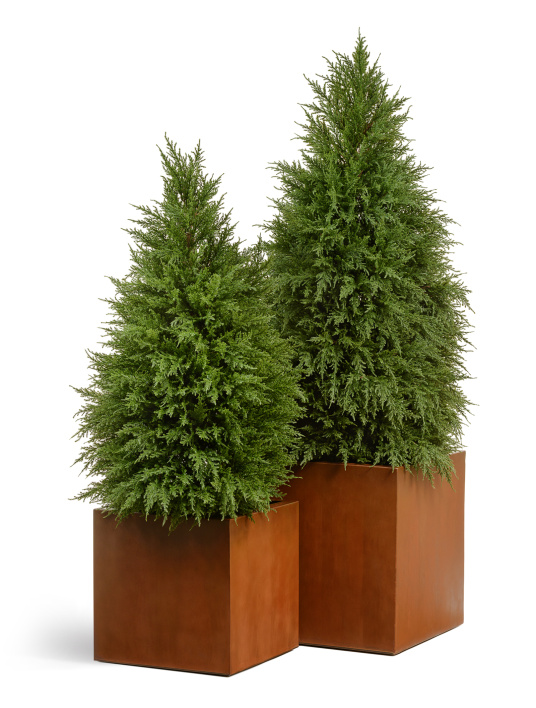 Сет № 79 - Композиция кипарисы в кубах Treez Effectory Corten Steel