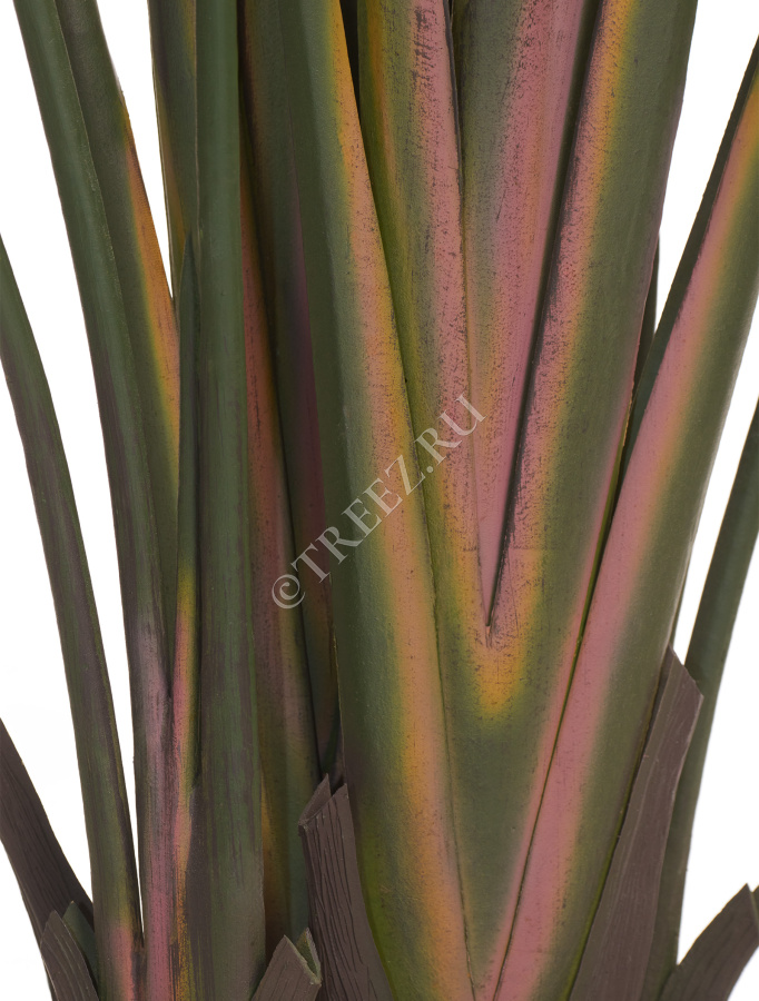 Стрелиция Traveller (Sensitive Botanic) фото