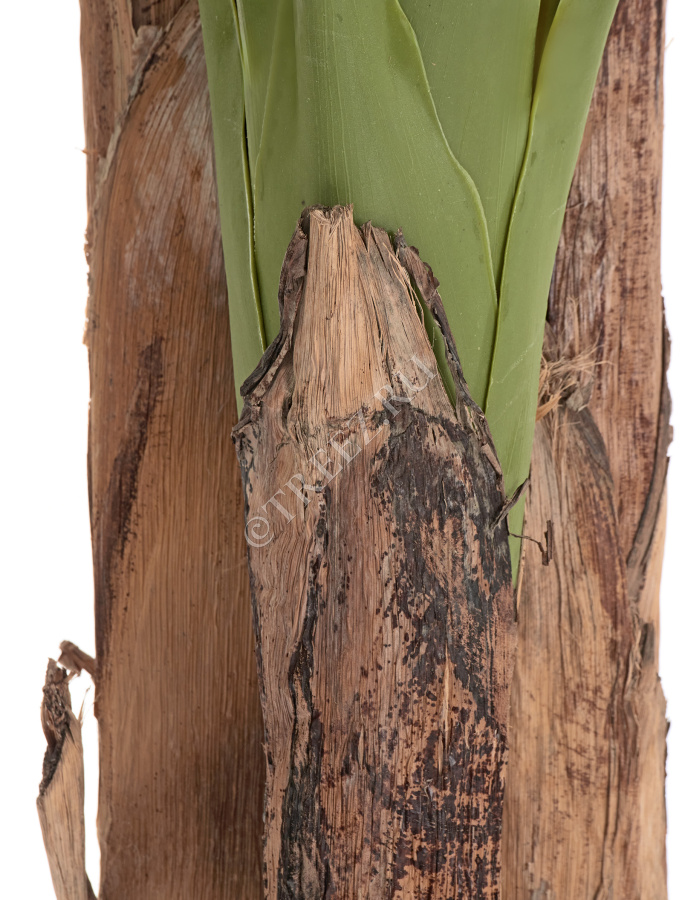 Банановое дерево  фото