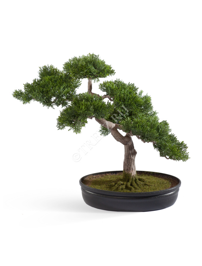 Бонсай Сосна-мини в кашпо фото
