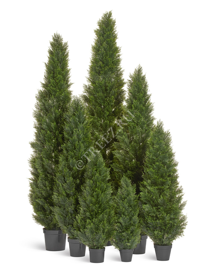 Туя Брабант пушистая уличная фото