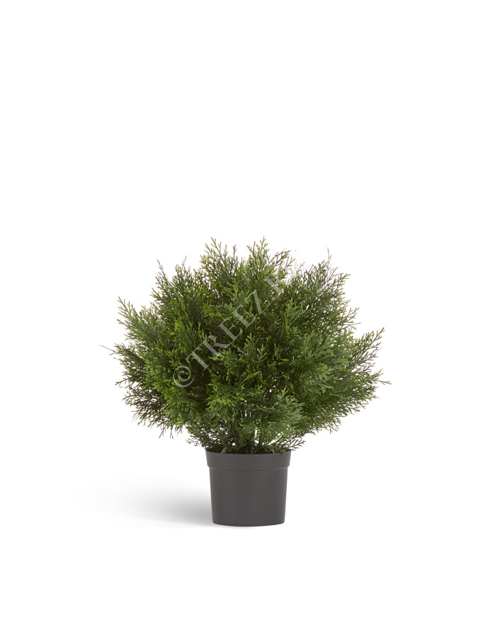 Туя Брабант пушистая шаровидная уличная фото