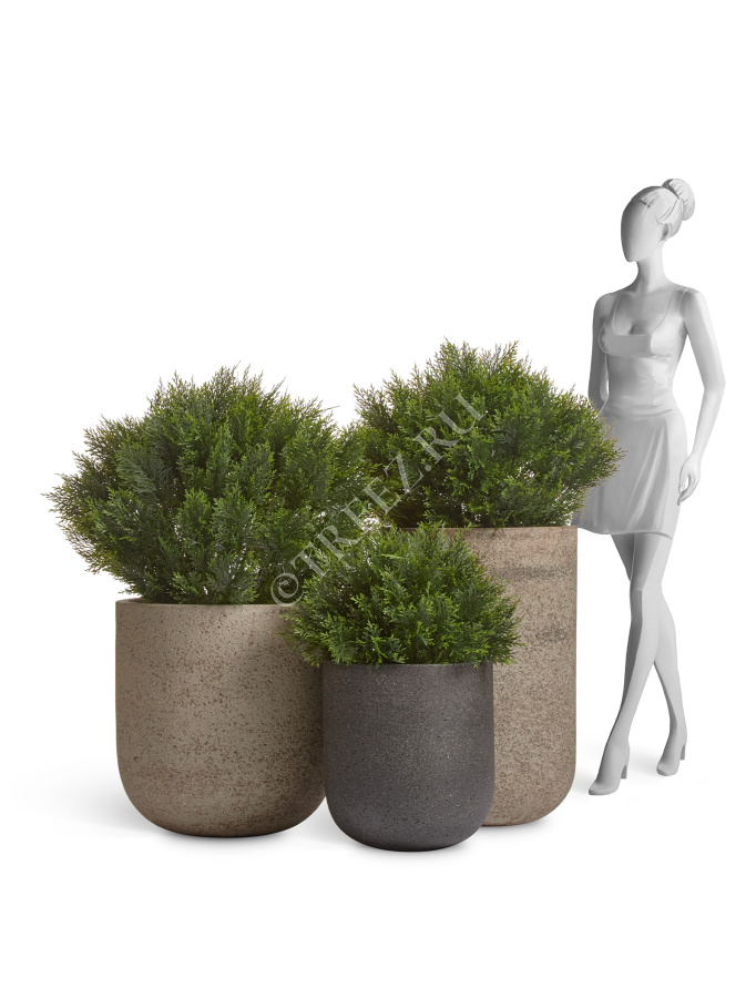 Туя Брабант пушистая шаровидная уличная фото