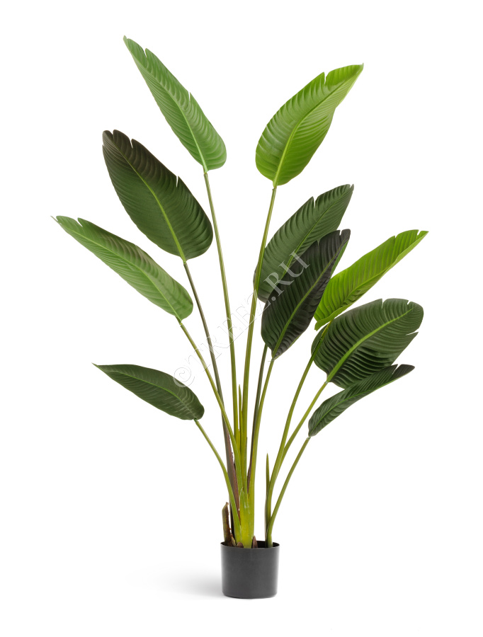 Стрелиция Style зелёная фото