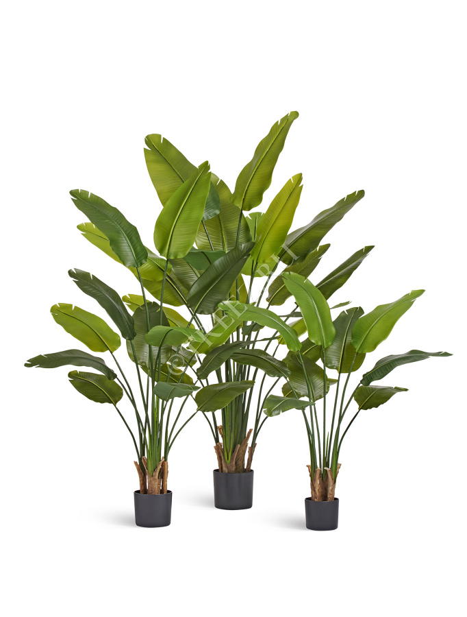 Стрелиция New Style (Sensitive Botanic) фото